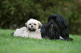 LHASSA APSO 165
